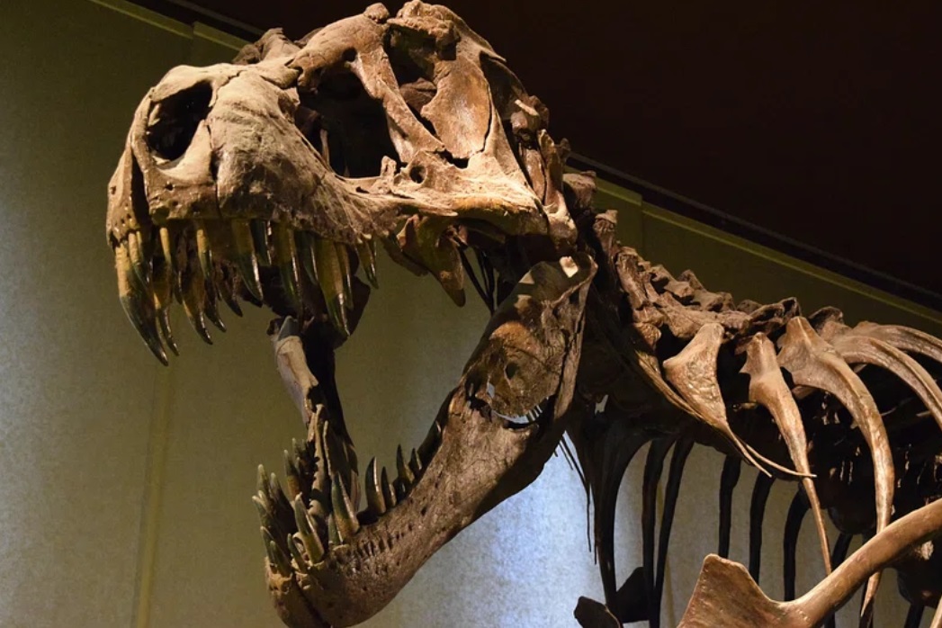Purple and yellow image of a T.rex skull facing the photographer. Tyrannosaurus Rex.